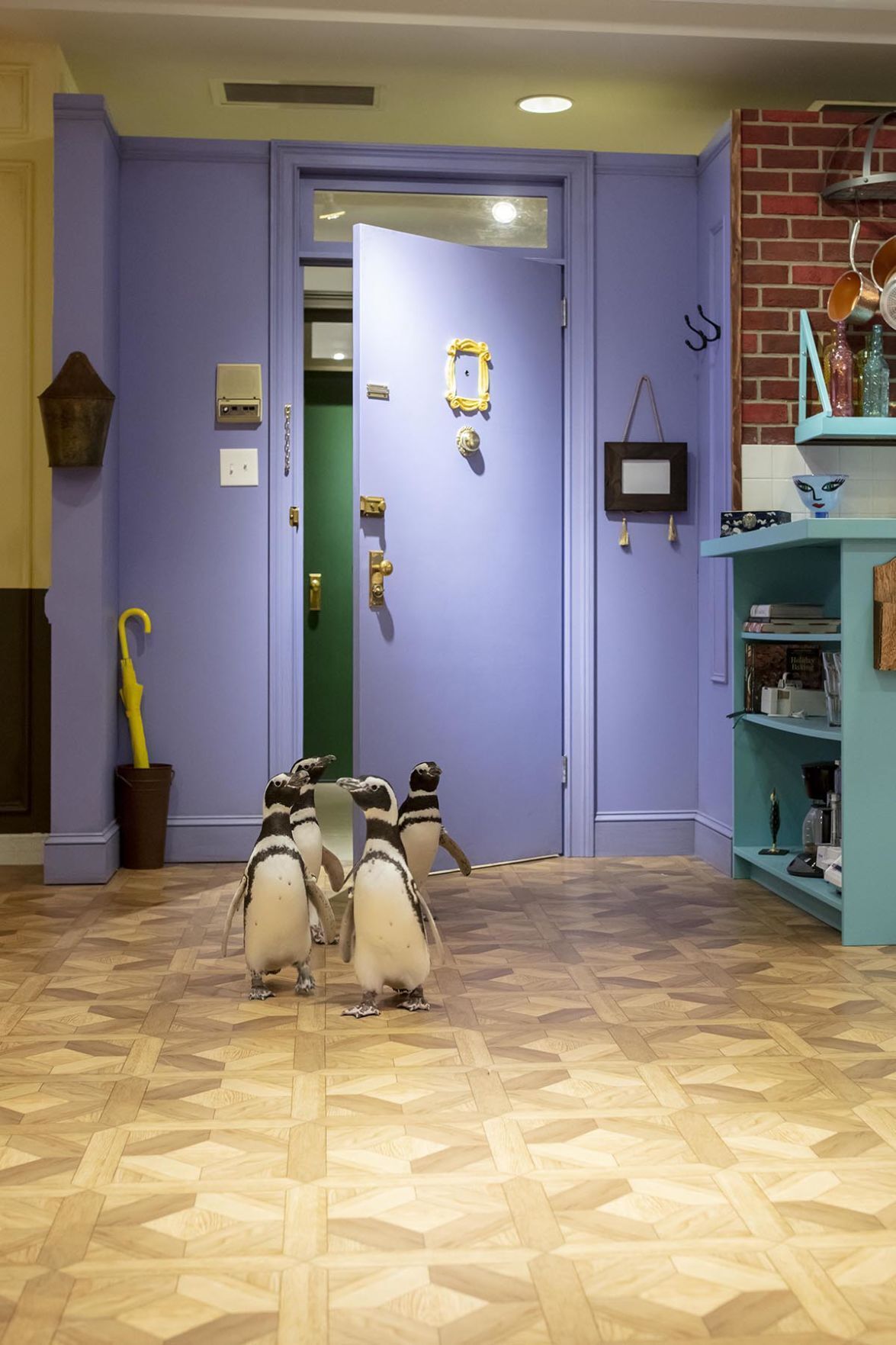Penguin 'Friends'